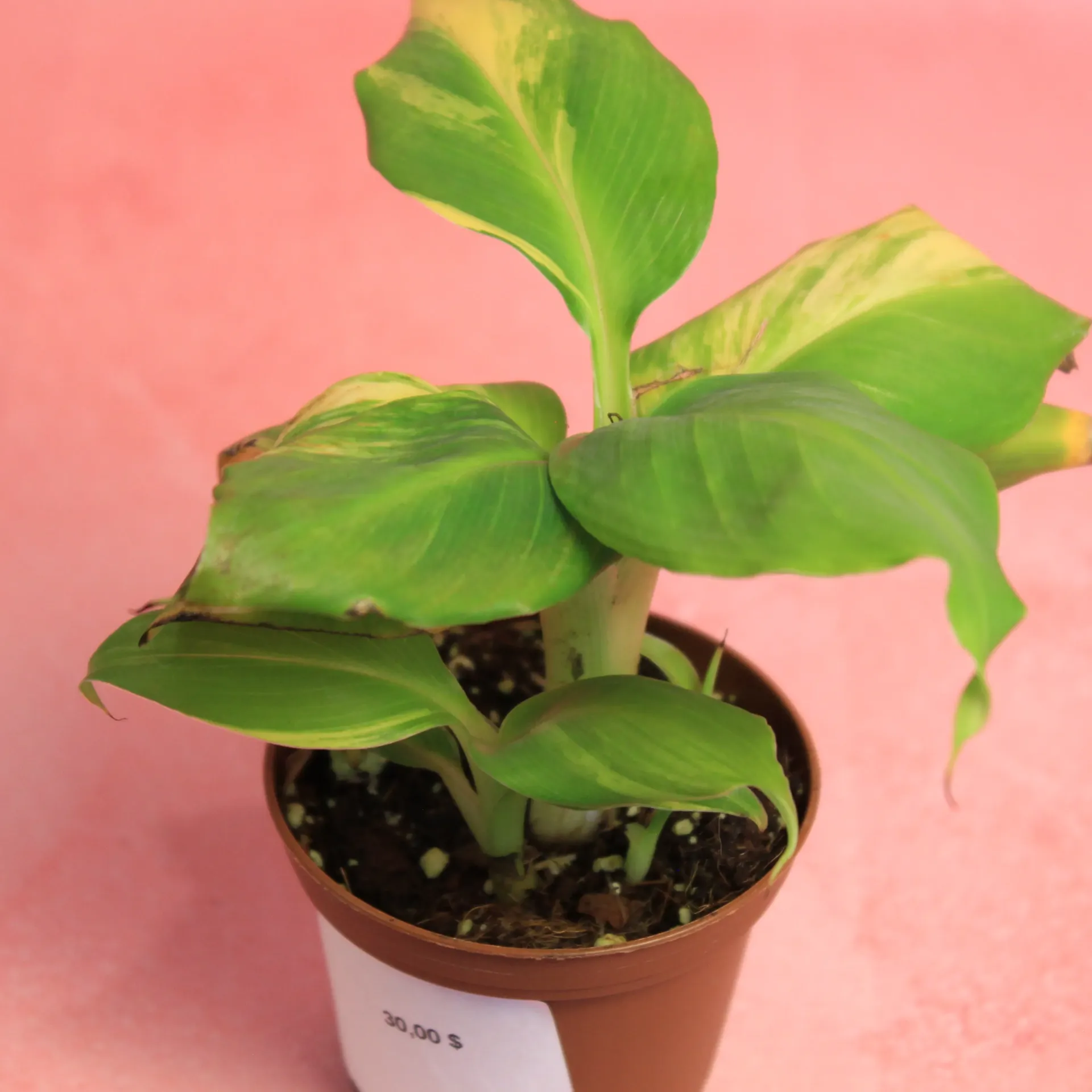 Bananier Aurea
