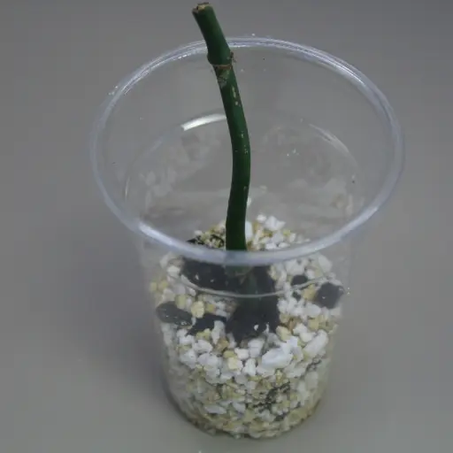 Raphidophora Decursiva Dragon Tail