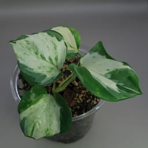 Pothos Manjula