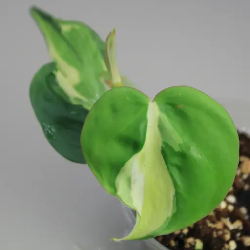 Philo Silver Stripes