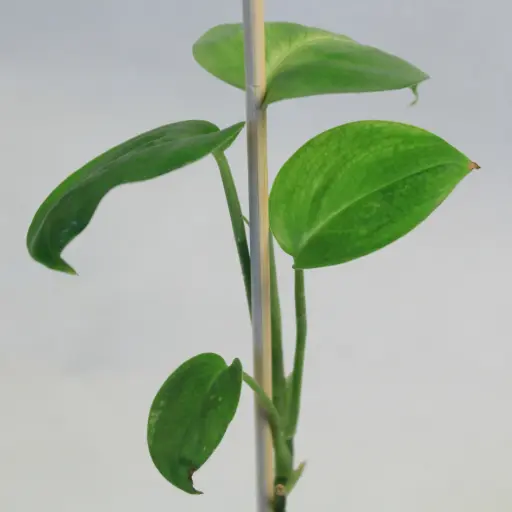 Scindapsus White Monster