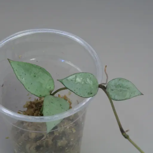 Hoya Lacunosa Silver