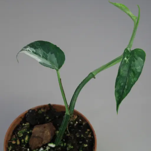 Epipremnum Pinnatum Albo